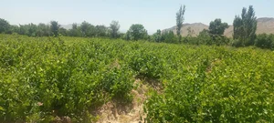 باغ انگور سلیمانی
