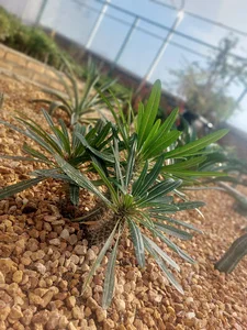 دهکده سلامتی کردان