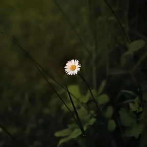کلینیک عمومی بگرام
