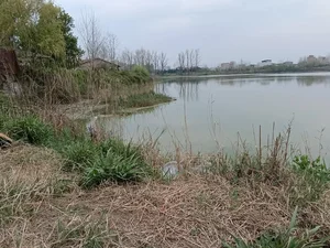 مرداب ولکس 4