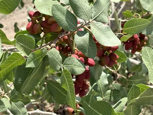 باغ پسته اختری