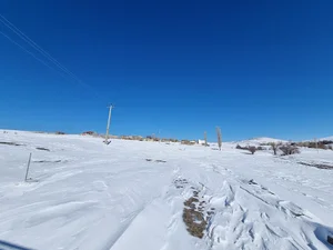 زنبورستان عسل رویال