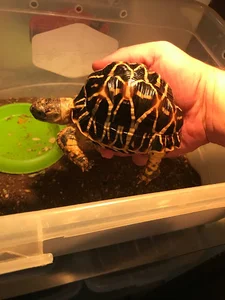 Pet shop animal land