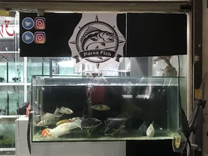پارسا فیش