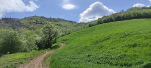 سبزیجات آماده ریحون