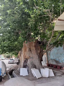 درخت کهنسال وجه آباد