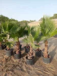 Farm Wafra