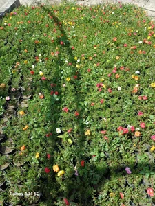 گل و گیاه نیری 4