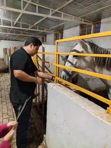 باشگاه سوارکاری یاس