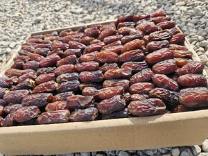 ایستگاه خرما مارال