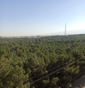 پارک جنگلی ساوه 5