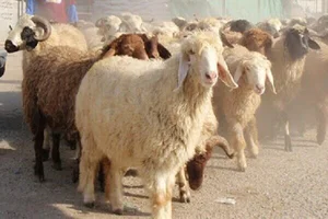 دام زنده حق بین
