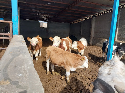 گاوداری قاقازان(قنبری)
