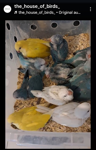 The House Of Birds