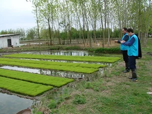 مزرعه ستوده