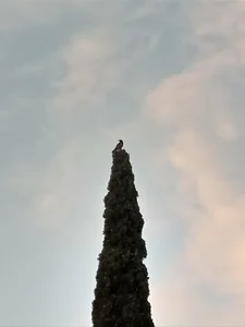 مجتمع مسکونی گلها