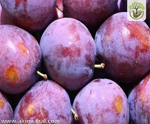 سوپر میوه ناصری