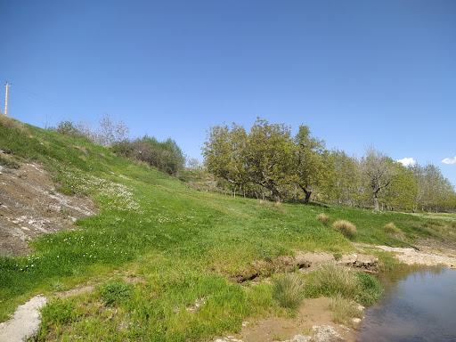 گندم زار سرآستان