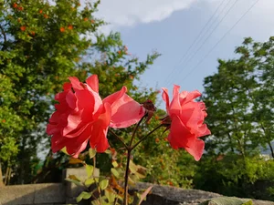 کریم سرا