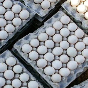 مواد غذایی کوثر