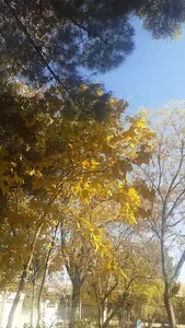 پارک سروش