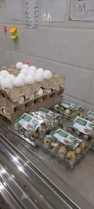 مرغ و ماهی عابدی