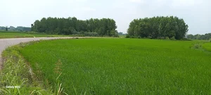 کارخانه شالیکوبی خطیر سرشکه