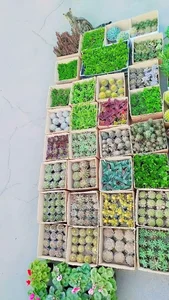 صنعت گل وگیاه کِشاری 5