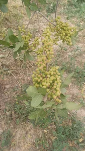 باغ یاسر علی پور