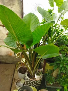 گلخانه سالار 3