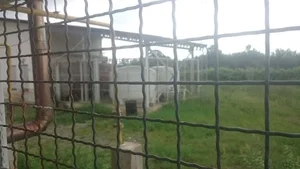 کارخانه جوجه کشی زرین جوجه شمال