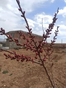 خانه باغ احمد امین زاده
