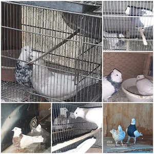 ملاردسرآسیاب خیابان دکترحسابی نسترن۳