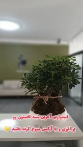 مرکز دندانپزشکی و توانبخشی رسپینا 4