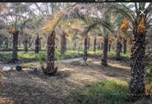 نخلستان پیارم