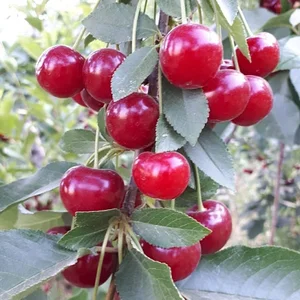 عسل باباحیدر
