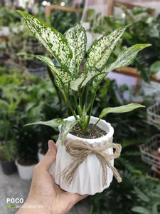 گلفروشی گل بوته 5