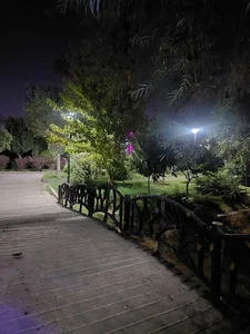 جزیره میرزا کوچک خان جنگلی