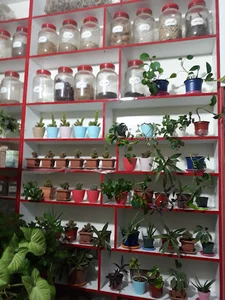 عطاری شارعی
