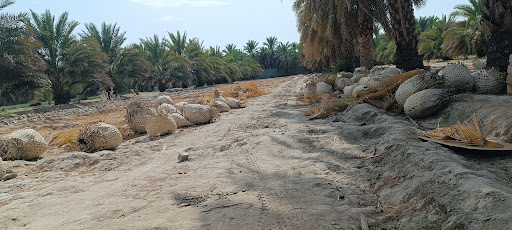 باغ سیریازهی