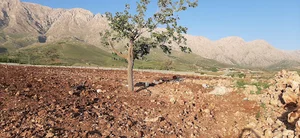 باغ دکتر محمدی