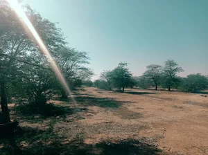 جنگل عفلوگ