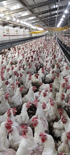 Şentepe Aspava