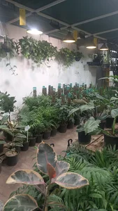 NIRVANA GREENHOUSE