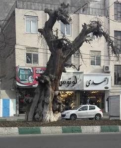 درخت سرو ۱۳۰۰ ساله کرج