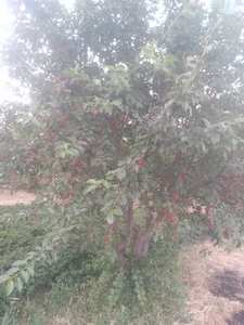 سراب