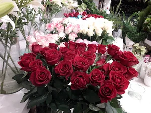 Rosetalaee رزطلایی