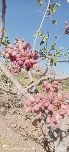 علی اسکندریه باغ پسته