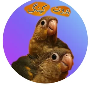 فروشگاه پرندگان پروت کینگ