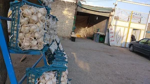 سير فروشئ صیادی